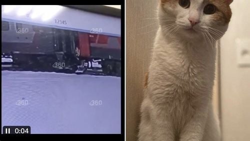 Rusia: Pisica aruncată dintr-un tren în zăpadă a fost găsită moartă