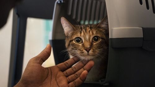 Rețeaua secretă care promovează tortura pisicilor: Implică și copii de 10 ani / Grupuri online distribuie filmări cu pisici chinuite, inclusiv din Europa