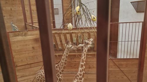 Meniu special de Paște pentru animalele de la Zoo Tg. Mureș / Caprele alpine, girafele, suricatele și țestoasele primesc hrană în formă de ouă
