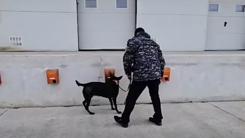 VIDEO demonstrativ: Câinii de la Autoritatea Vamală din România în acțiune. Cum se antrenează pentru a combate criminalitatea organizată legată de migrație