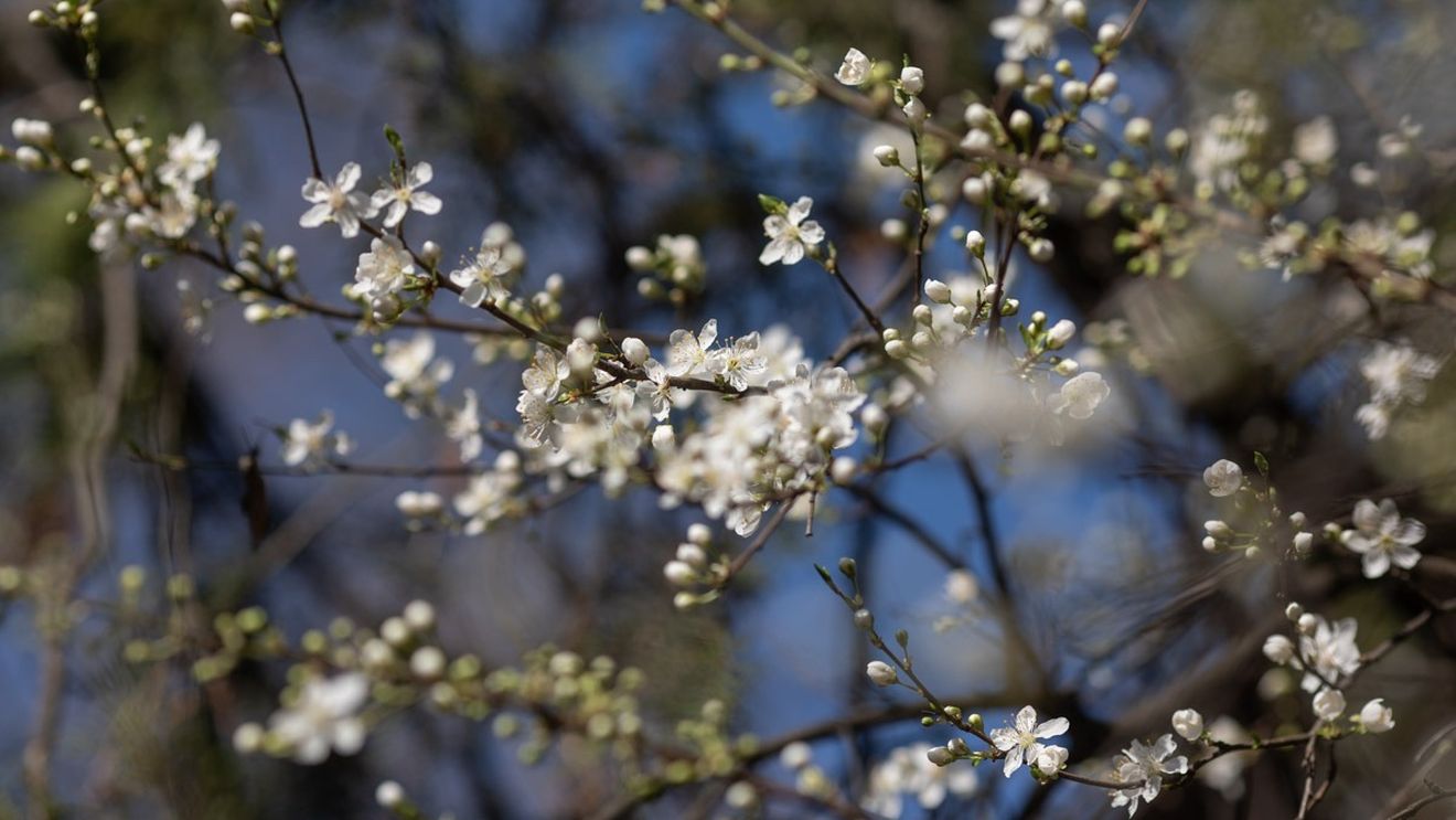 METEO: Vreme caldă şi temperaturi peste mediile perioadei, în următoarele două săptămâni