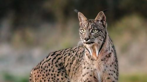 Mai poate fi salvat râsul balcanic? O echipă internațională de cercetători luptă pentru protejarea celei mai pericilitate subspecii de râs din Europa