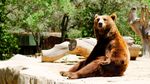 Un urs a fost împușcat la Avrig – Sibiu, după ce a fost găsit într-o gospodărie unde a mâncat 20 de găini