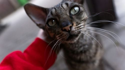 Proprietarul unei băcănii din Israel, condamnat pentru că a pus o pisică în congelator timp de 14 ore