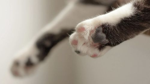 Cum afli dacă animalul tău de companie este stângaci sau dreptaci? / Animalele au și ele o parte preferată