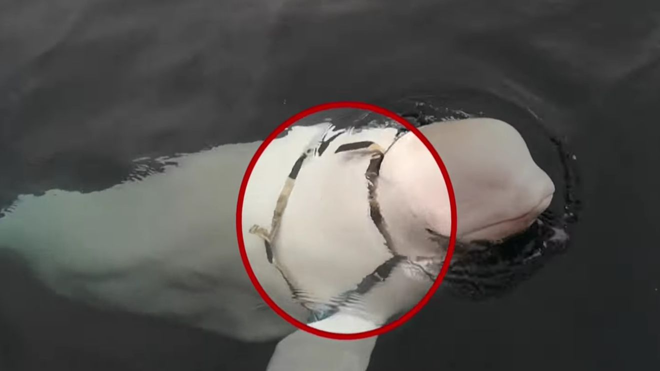 Beluga ”Hvaldimir”, suspectată că ar fi un spion rus, găsită moartă în sud-vestul Norvegiei