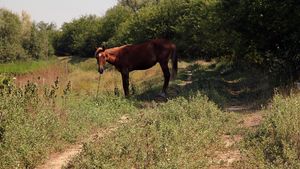 Valul de căldură din iunie a provocat pierderi de circa 2 miliarde de euro în agricultura europeană. Recolta de cereale, estimată la cel mai scăzut nivel din ultimii opt ani