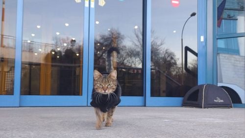 Pisicuța adoptată de angajații Aeroportului Otopeni a dispărut / Alintată de călători, îngrijită de personal, de circa un an devenise „parte din dispozitivul de pază permanentă”