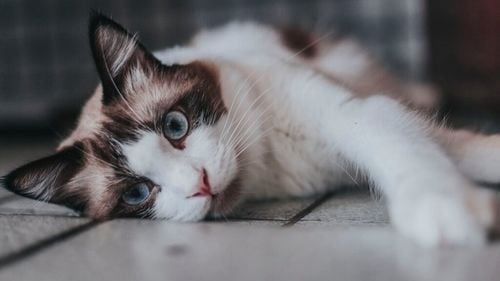 Pisicile ne-au păcălit ani la rând. Descoperirea făcută de cercetători ar putea schimba tot ce știam până acum despre feline