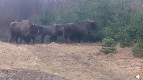 Întâlnire cu o turmă de zimbri în libertate. Exemplare de aproape o tonă, în Parcul Natural Vânători Neamț