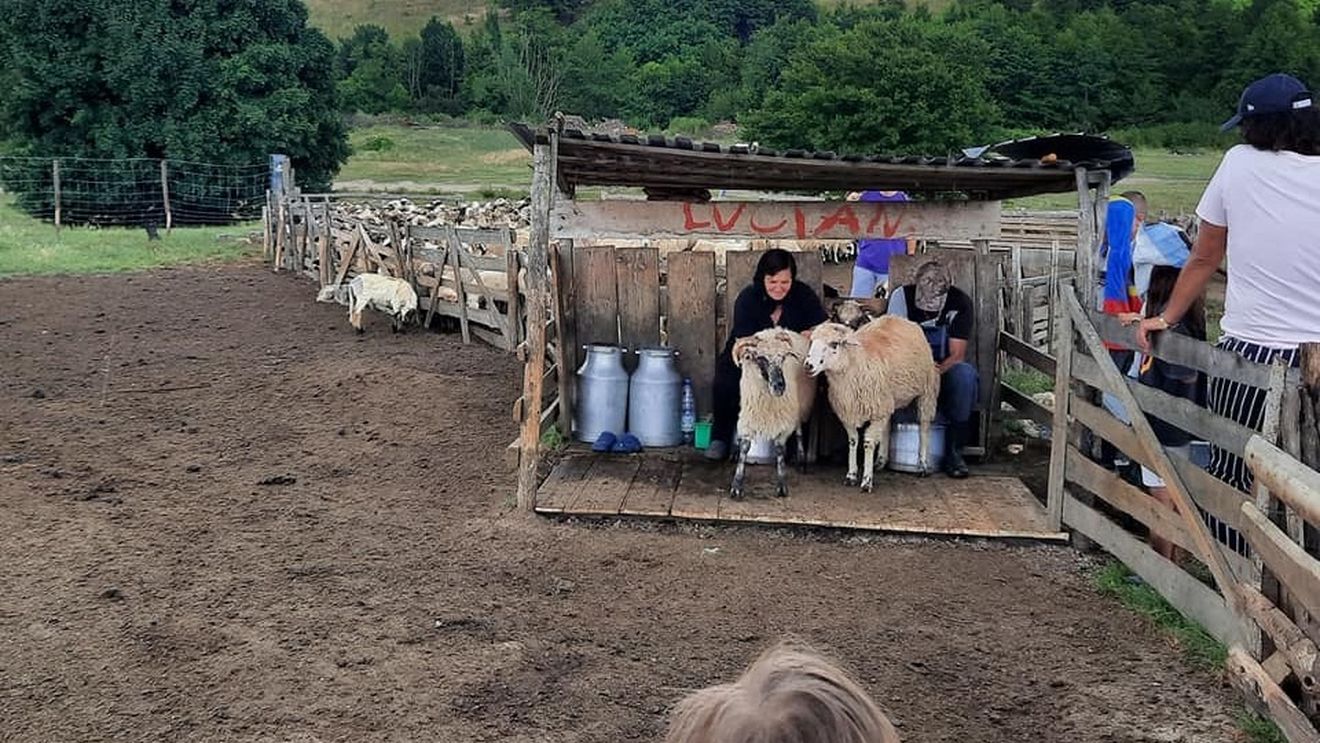 Ciobanii din Olt anunță că preţul cărnii de miel va fi mai mare cu 40% față de anul trecut