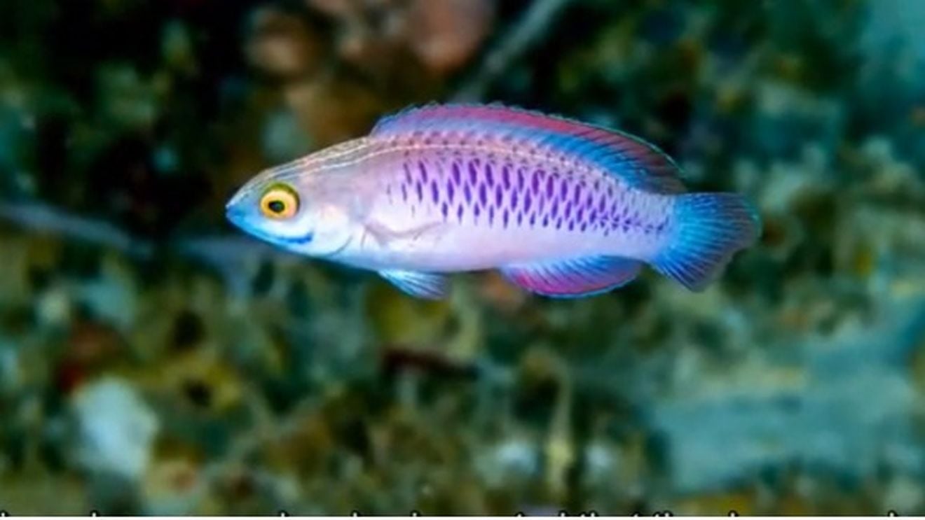 O specie nouă de pește, descoperită în Tanzania, a fost botezată după numele supereroului din filmul ”Black Panther”