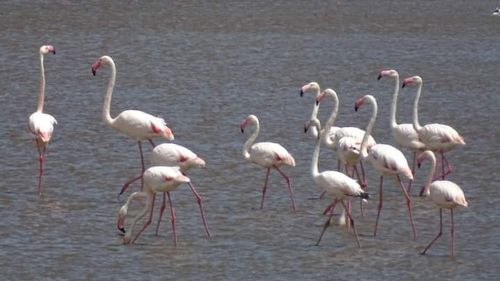 O specie de flamingo şi-a pierdut unul din locurile de reproducere în Africa din cauza apelor reziduale