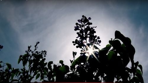 Rezervaţia Dealul cu lilieci, din județul Buzău, afectată de secetă în proporţie de 70%