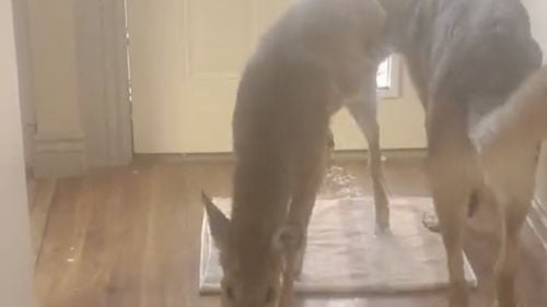 VIDEO: Un cățel aduce acasă o căprioară și se comportă ca și cum nu s-a întâmplat nimic