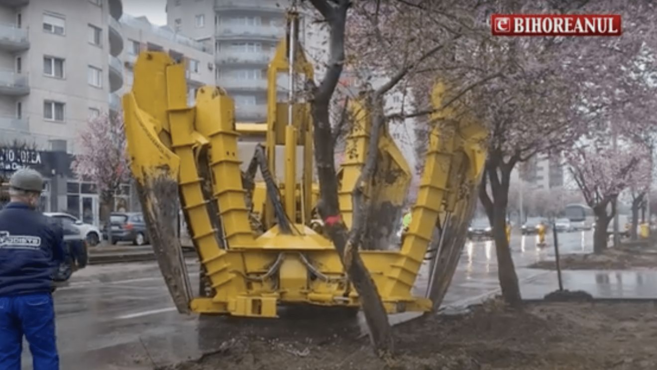 Primăria Oradea a adus un utilaj special din Ungaria, pentru a muta copacii înfloriți de pe Calea Aradului, unde se deschide un șantier