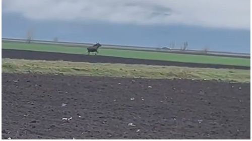 VIDEO: Imagini rare cu un elan surprins pe un câmp din Alba. Este a doua oară când a fost văzut un asemenea animal în Transilvania în ultimele luni