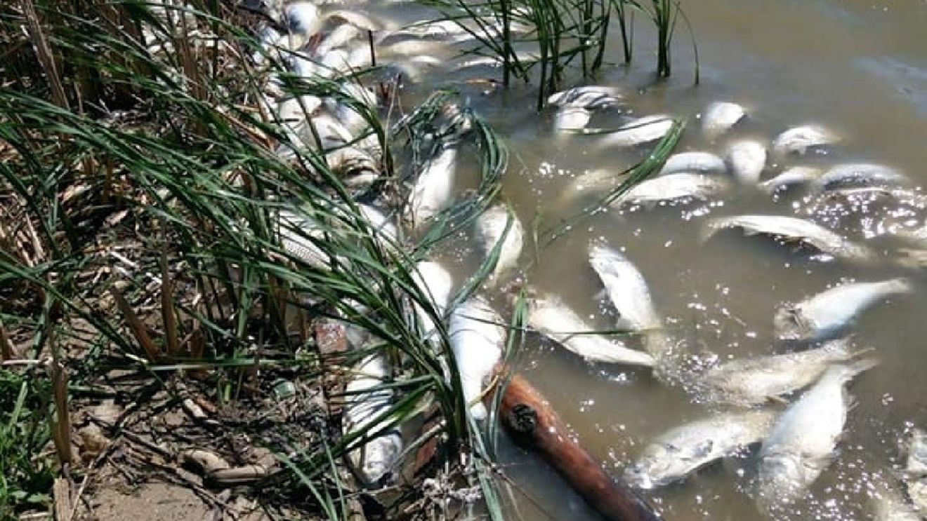 Moartea misterioasă a peștilor din râul Oder: schimbări climatice sau deșeuri toxice?