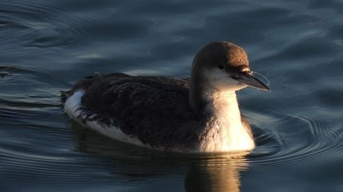 Apelul unui ONG: Rugăminte pentru pescarii de pe Lacul Morii / Nu mai aruncaţi guta şi cârligele de care nu mai aveţi nevoie! / De ce sunt un pericol pentru păsări