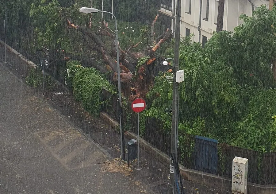 copac curte casa Malik București