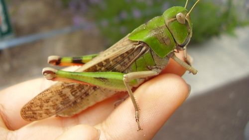 Comisia Europeană a autorizat o a doua insectă ca ingredient alimentar pentru piața UE