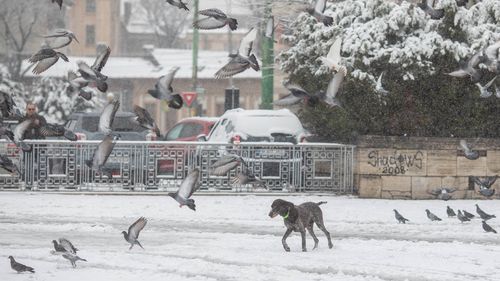 Efectul eșecului din campania de deszăpezire: primăria Ploiești a început procedurile pentru rezilierea contractului cu firma