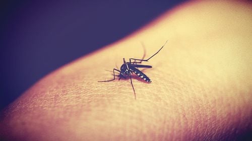 Activităţi intense de dezinsecţie la Ploieşti după confirmarea primului deces provocat de virusul West Nile
