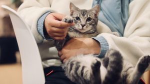 Veterinarii, tot mai scumpi: Abandonul animalelor de companie, o realitate dureroasă în Europa
