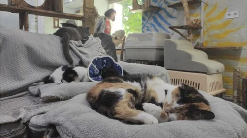 Un adăpost de pisici din Harkov oferă sprijin animalelor abandonate sau rănite pe front. Felinele participă și la sesiuni de „terapie” pentru soldații ucraineni