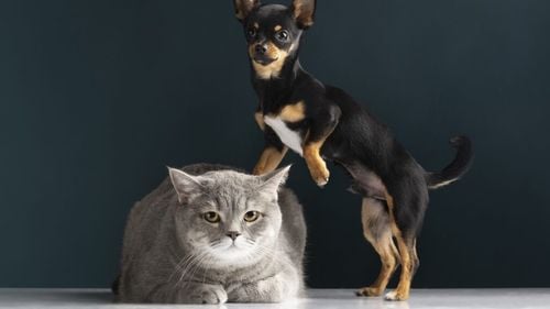 Animalele de companie au prioritate la Bruxelles. Comisia Europeană propune reguli noi pentru siguranța câinilor și a pisicilor