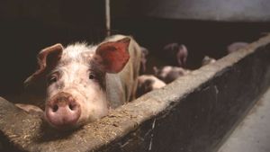 Simion, după întâlnirea de la Ministerul Agriculturii: Aveţi voie să aveţi scroafe gestante. Toţi cei care au casă la ţară să crească porc în bătătură, că nu se ia nimeni de ei. Garantăm noi