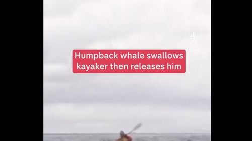 VIDEO Un caiacist a fost înghițit de o balenă cu cocoașă în largul Patagoniei chiliene și a fost eliberat nevătămat câteva secunde mai târziu