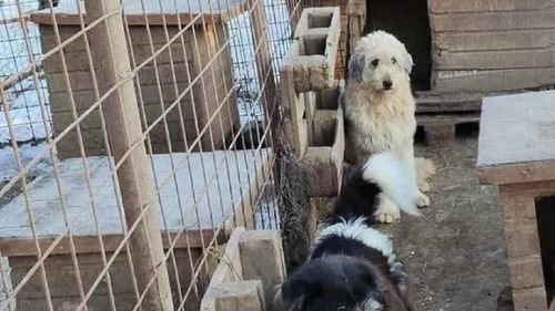 Adăpostul de câini din Târgu Cărbunești se închide. Apel emoționant al Asociației Pro Animals pentru salvarea patrupedelor: „Dacă nu pot fi adoptați, vor fi eutanasiați. Vă rugăm să le oferiți o șansă la viață” (VIDEO)
