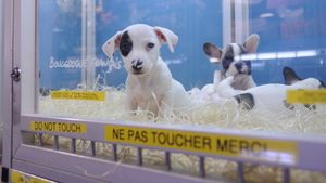 Adio vânzărilor de pisici și câini în pet shop-uri! UE schimbă regulile pentru toți iubitorii de animale
