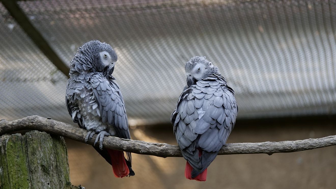 O grădină zoologică britanică are un nou plan pentru a-și educa papagalii obișnuiți să înjure/ Cele cinci păsări au fost separate de stol în urmă cu patru ani pentru că înjurau vizitatorii