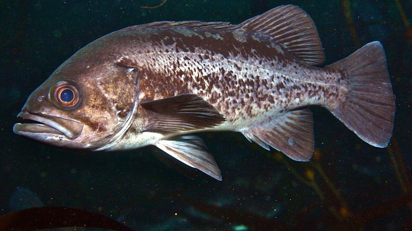 Un pește cu o concentrație radioactivă de peste 180 de ori mai mare decât limita legală, prins în apele de lângă centrala Fukushima