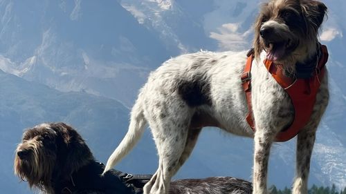 Câinii sunt interziși în rezervațiile naturale din Franța: Turiștii riscă amenzi de până la 750 de euro