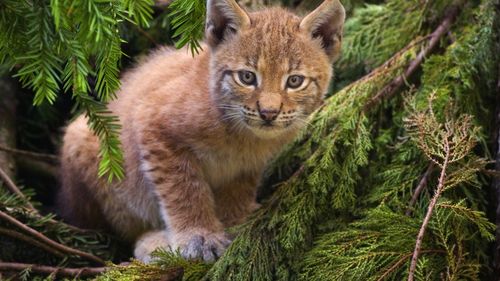 GALERIE FOTO Animale sălbatice dispărute, unele de sute de ani, reintroduse în ecosistem de oamenii de știință