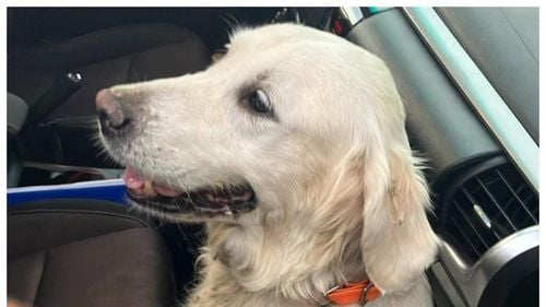 Cățelușa de salvare rasa Golden Retriever, care s-a pierdut în zona Galda de Jos, a fost găsită