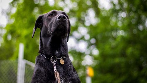 Cum ajută nutriția corectă la prevenirea problemelor articulare la câinii de talie mare