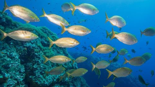 Lumea misterioasă a comunicării între pești/ „Oceanele sunt pline de sunet”