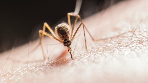 Un sat din Filipine oferă recompensă pentru fiecare ţânţar prins, viu sau mort, în contextul creșterii numărului de cazuri de febră dengue