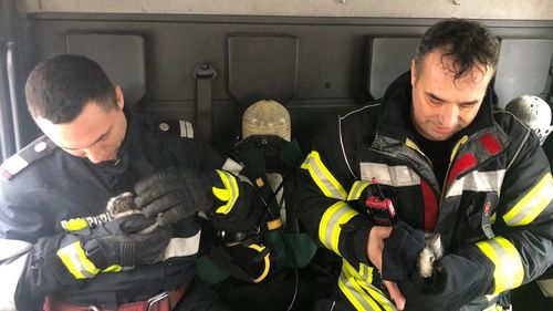 VIDEO Pompierii au salvat doi iepurași dintr-un incendiu izbucnit în București. Stăpânul animalelor, bănuit că ar fi provocat incidentul