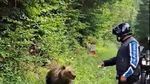 Amenzi de peste 100 de mii de lei date într-o lună și jumătate turiştilor care au hrănit urşii pe Transfăgărăşan / ”Hrănirea urşilor nu este un act de bunătate. Este un pericol real pentru siguranţa publică”