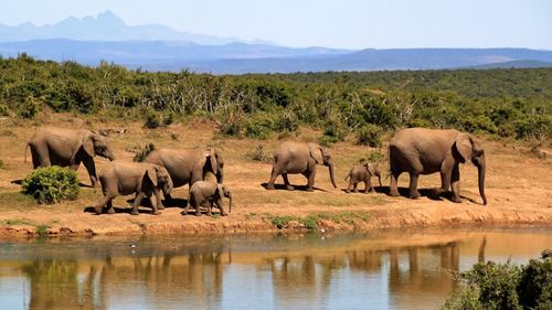 Africa de Sud: Un presupus braconier a murit călcat în picioare de o turmă de elefanţi