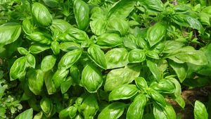 Cum faci ca busuiocul din supermarket să reziste săptămâni întregi / Sunt zeci de răsaduri de busuioc înghesuite într-un singur recipient / Trucul care îi oferă o nouă șansă