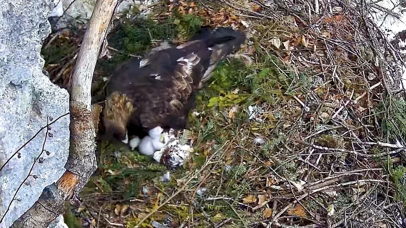 VIDEO: O cameră montată deasupra unui cuib a surprins eclozarea a doi pui de acvilă de munte din Parcul Natural Apuseni