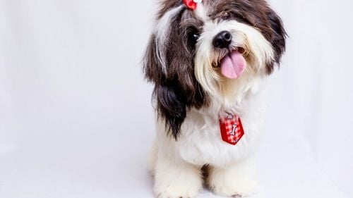 Dincolo de știință și instinct: cum își dau seama câinii că ești o persoană rea