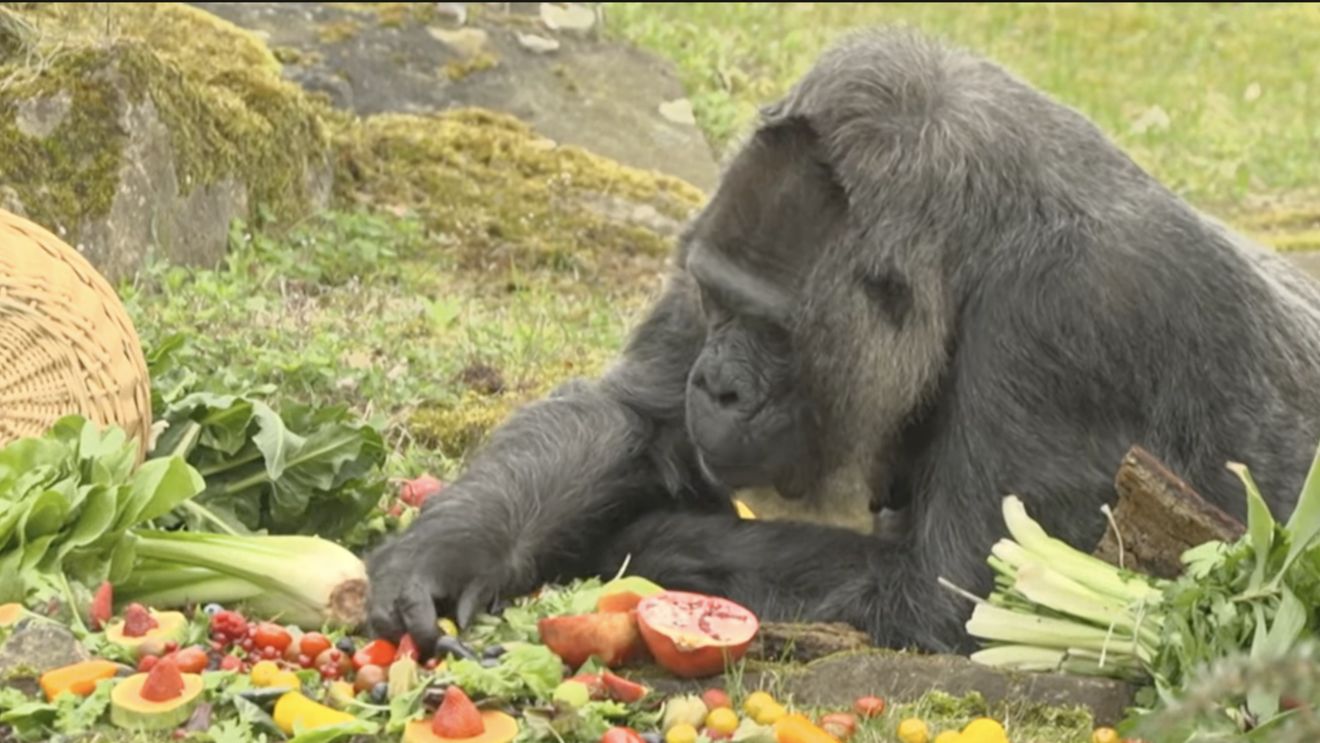 O gorilă de la Zoo Berlin, considerată cea mai vârstnică din această specie, a ajuns la 67 de ani