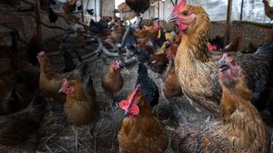 Comisia Europeană pregăteşte măsuri de urgenţă pentru combaterea gripei aviare în Polonia